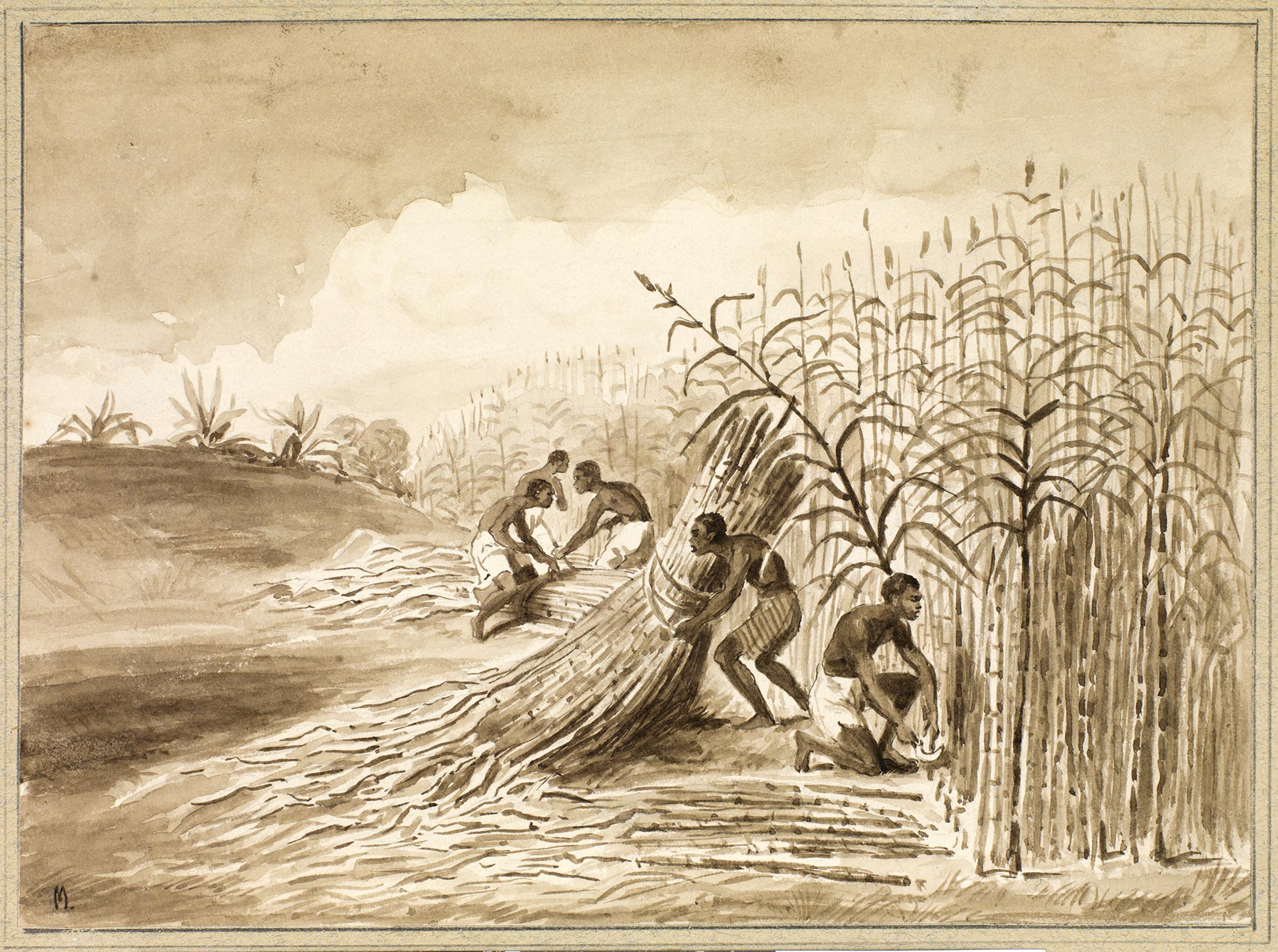 Scène de récolte de la canne à sucre